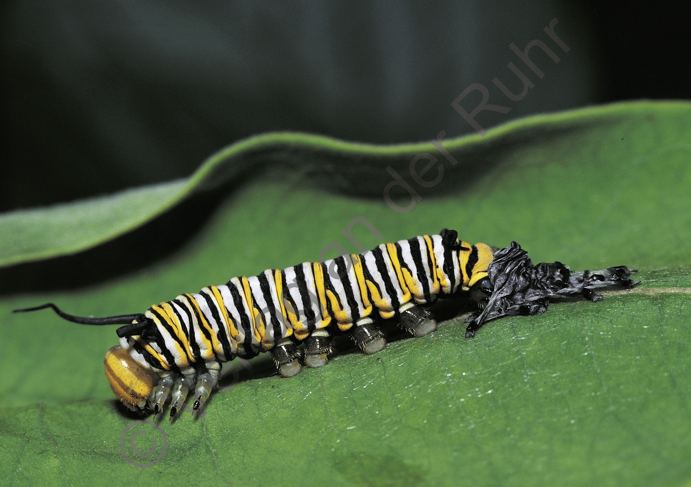 80 Bild-Impulse zu 11 Lebenszyklen 80 Bild-Impulse zu 11 Lebenszyklen