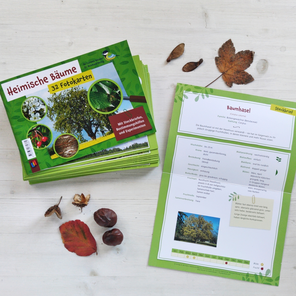 Heimische Bäume – 32 Fotokarten Heimische Bäume – 32 Fotokarten