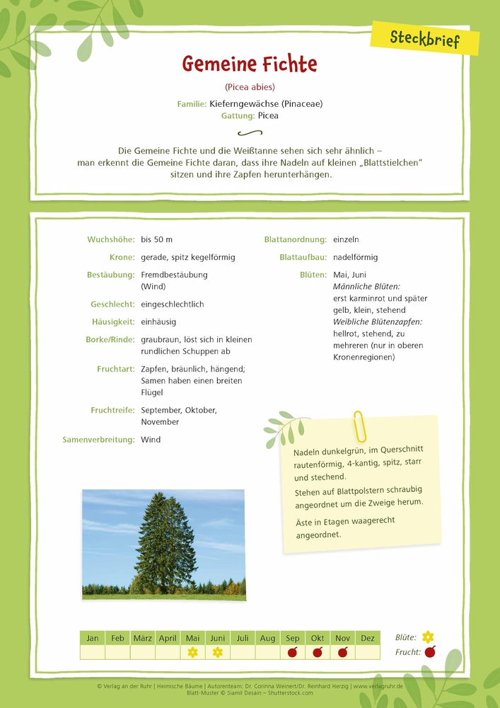 Heimische Bäume – 32 Fotokarten Heimische Bäume – 32 Fotokarten