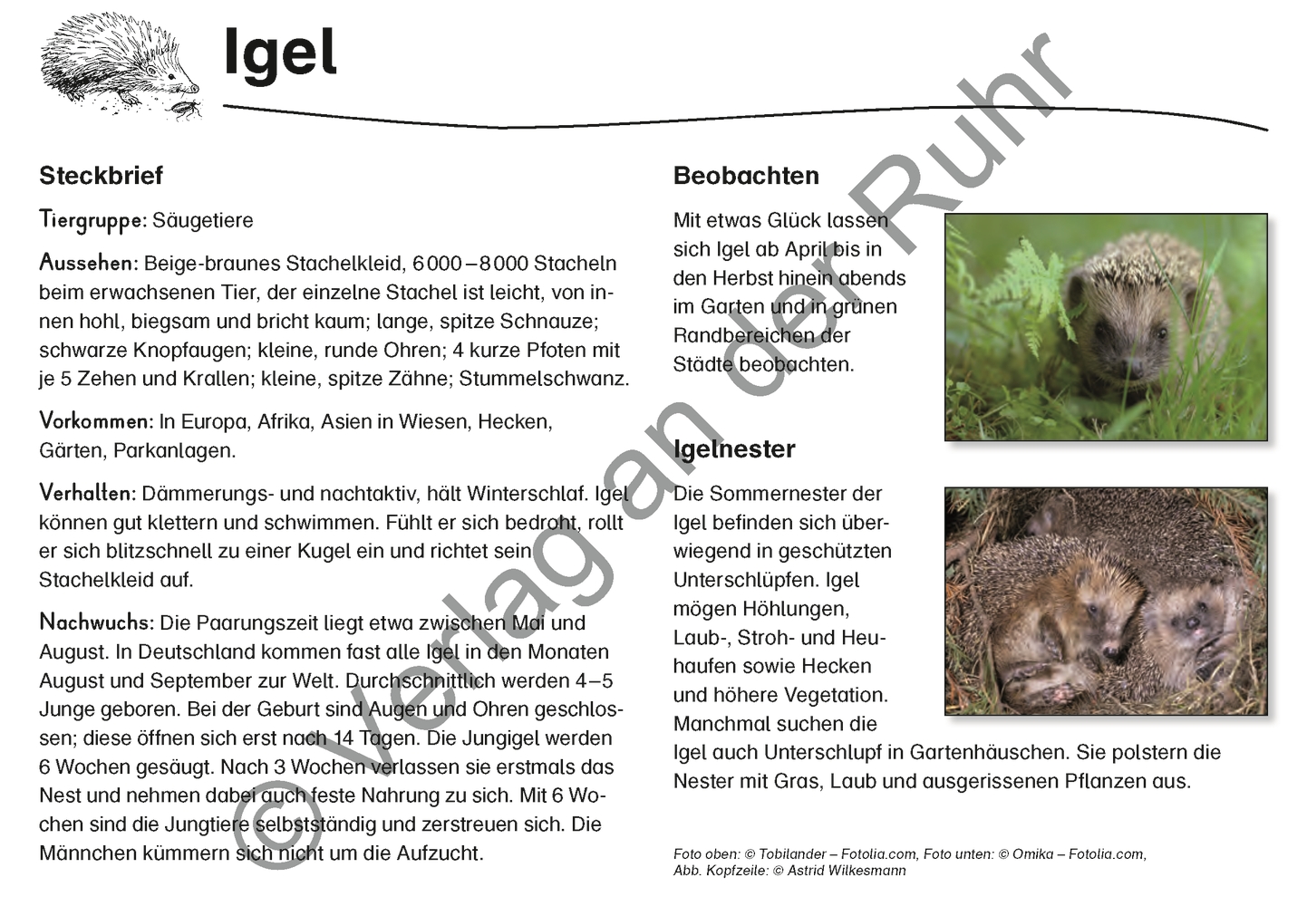 Feld- und Wiesentiere Feld- und Wiesentiere