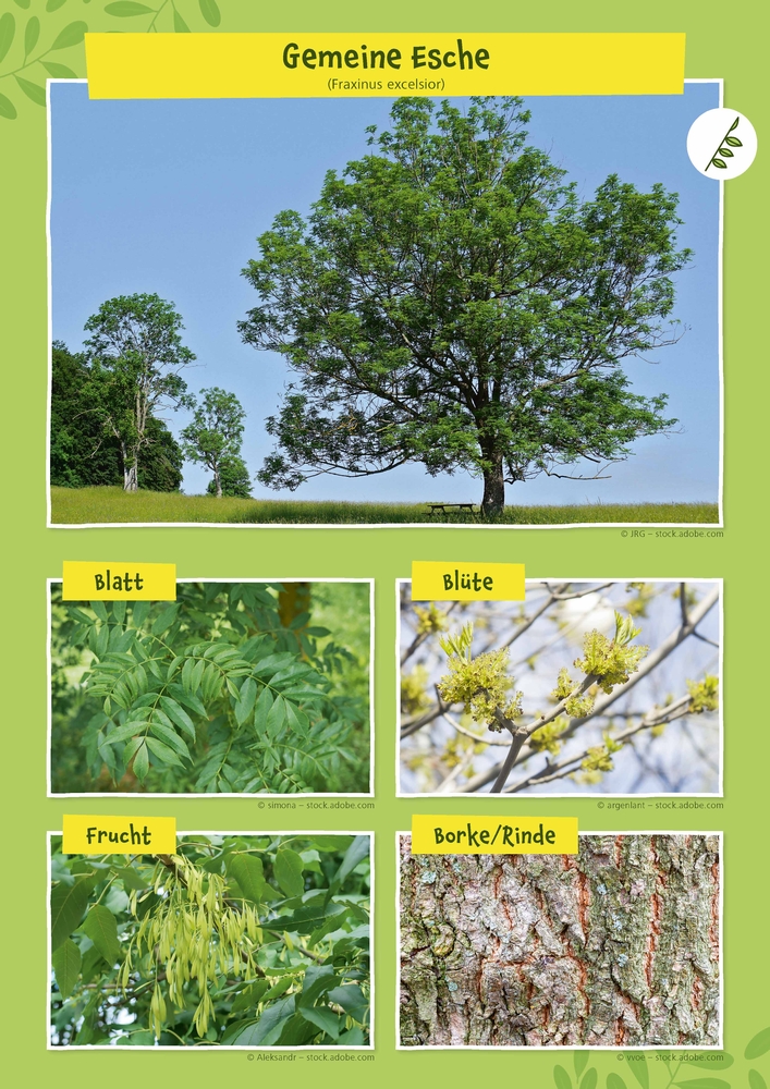 Heimische Bäume – 32 Fotokarten Heimische Bäume – 32 Fotokarten