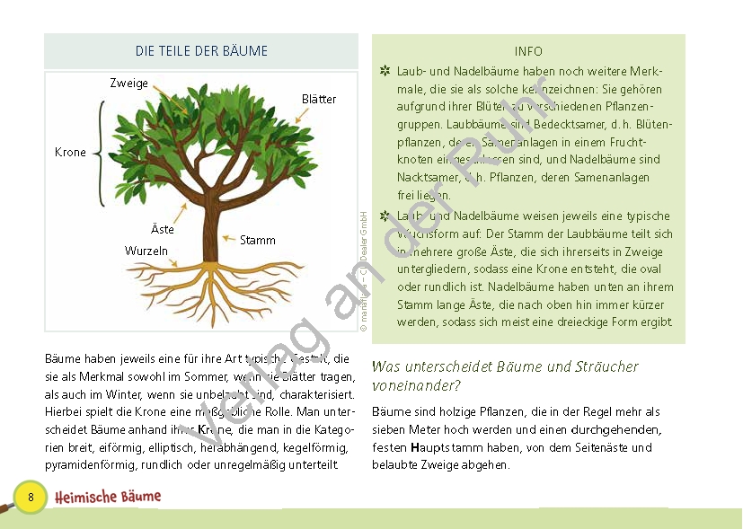 Paket: Heimische Bäume Paket: Heimische Bäume