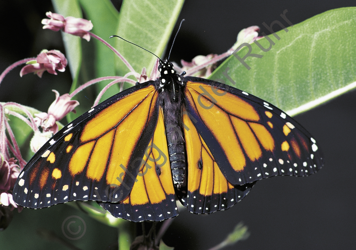 80 Bild-Impulse zu 11 Lebenszyklen 80 Bild-Impulse zu 11 Lebenszyklen