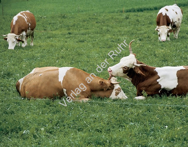 Geräusche auf dem Bauernhof