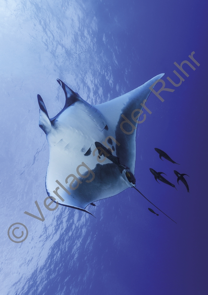 Staunen über die Schöpfung – 40 Gebetskarten mit Naturfotografien Staunen über die Schöpfung – 40 Gebetskarten mit Naturfotografien