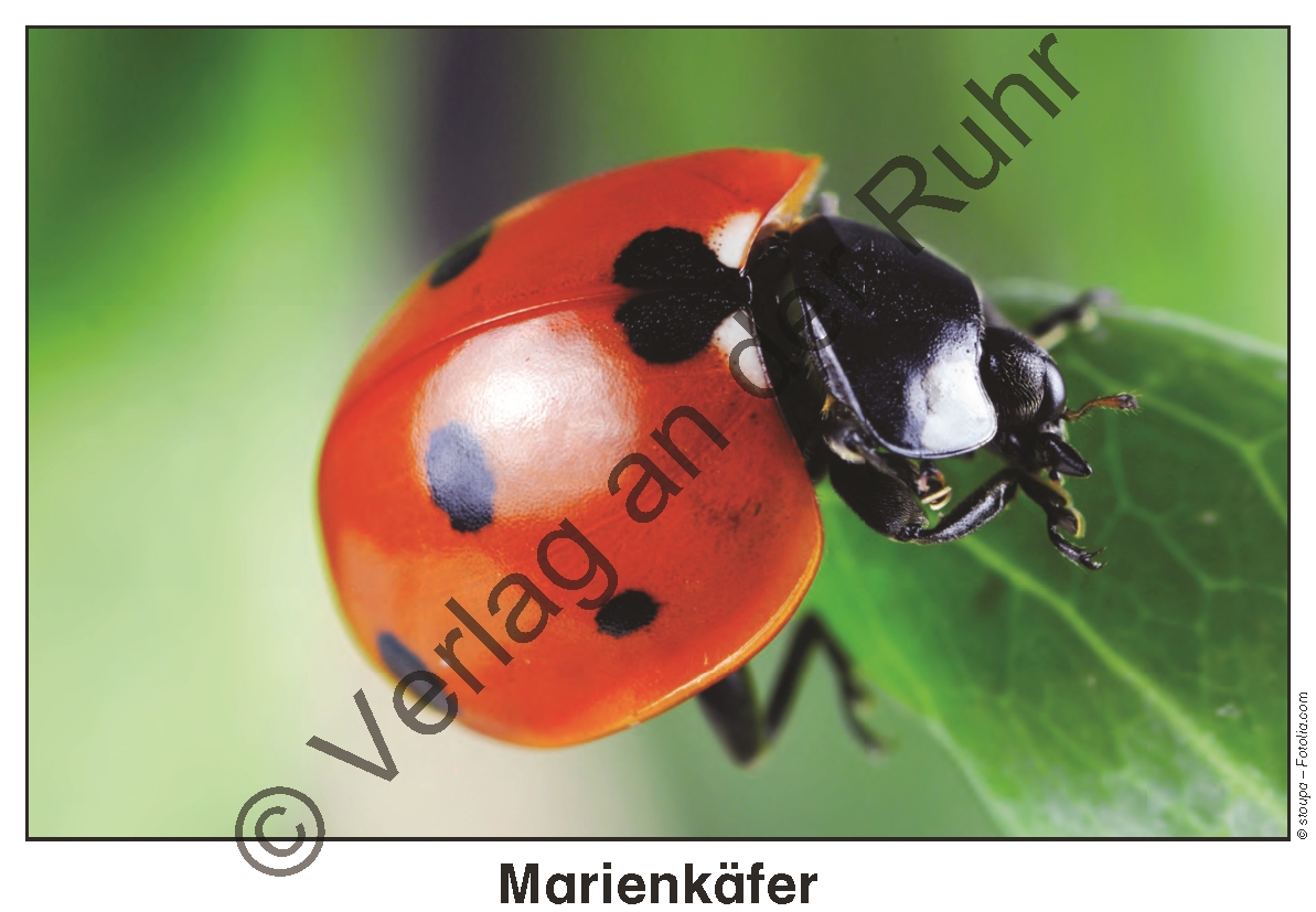 Feld- und Wiesentiere Feld- und Wiesentiere