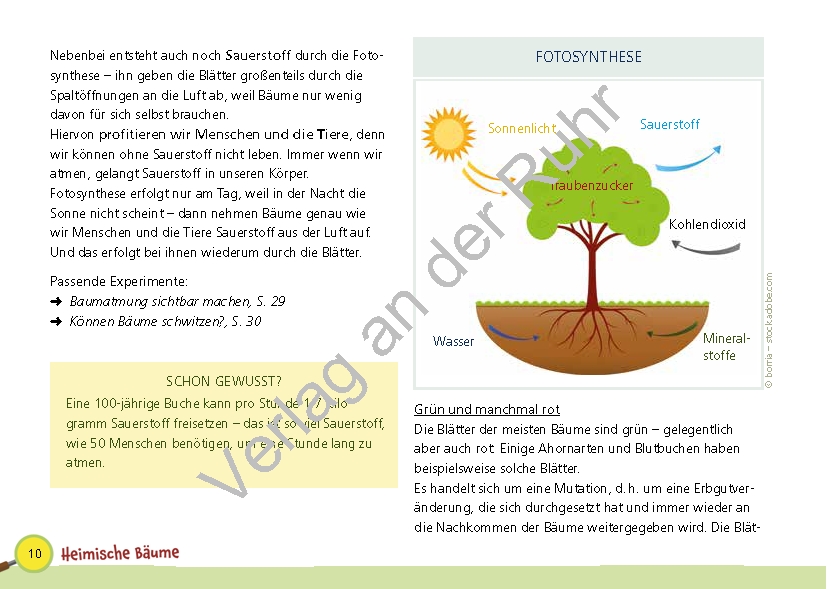 Paket: Heimische Bäume Paket: Heimische Bäume