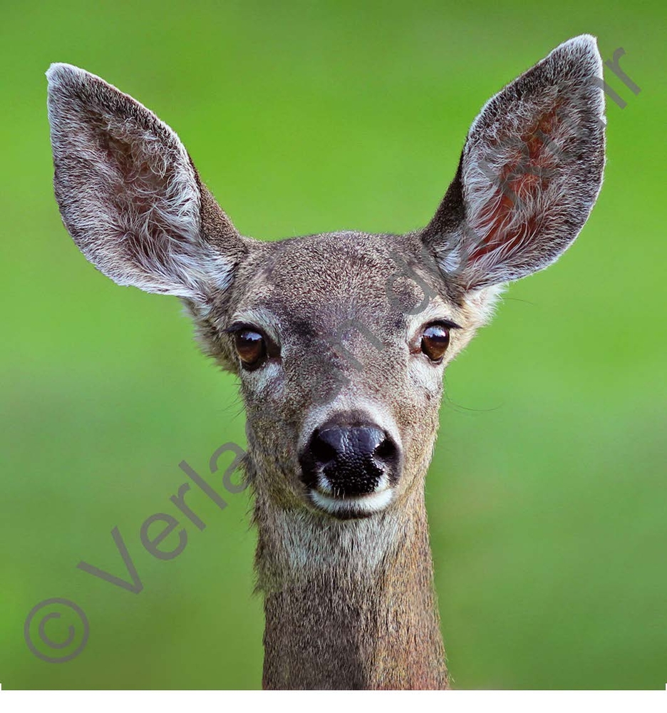 Pärchen gesucht! Thema: Natur