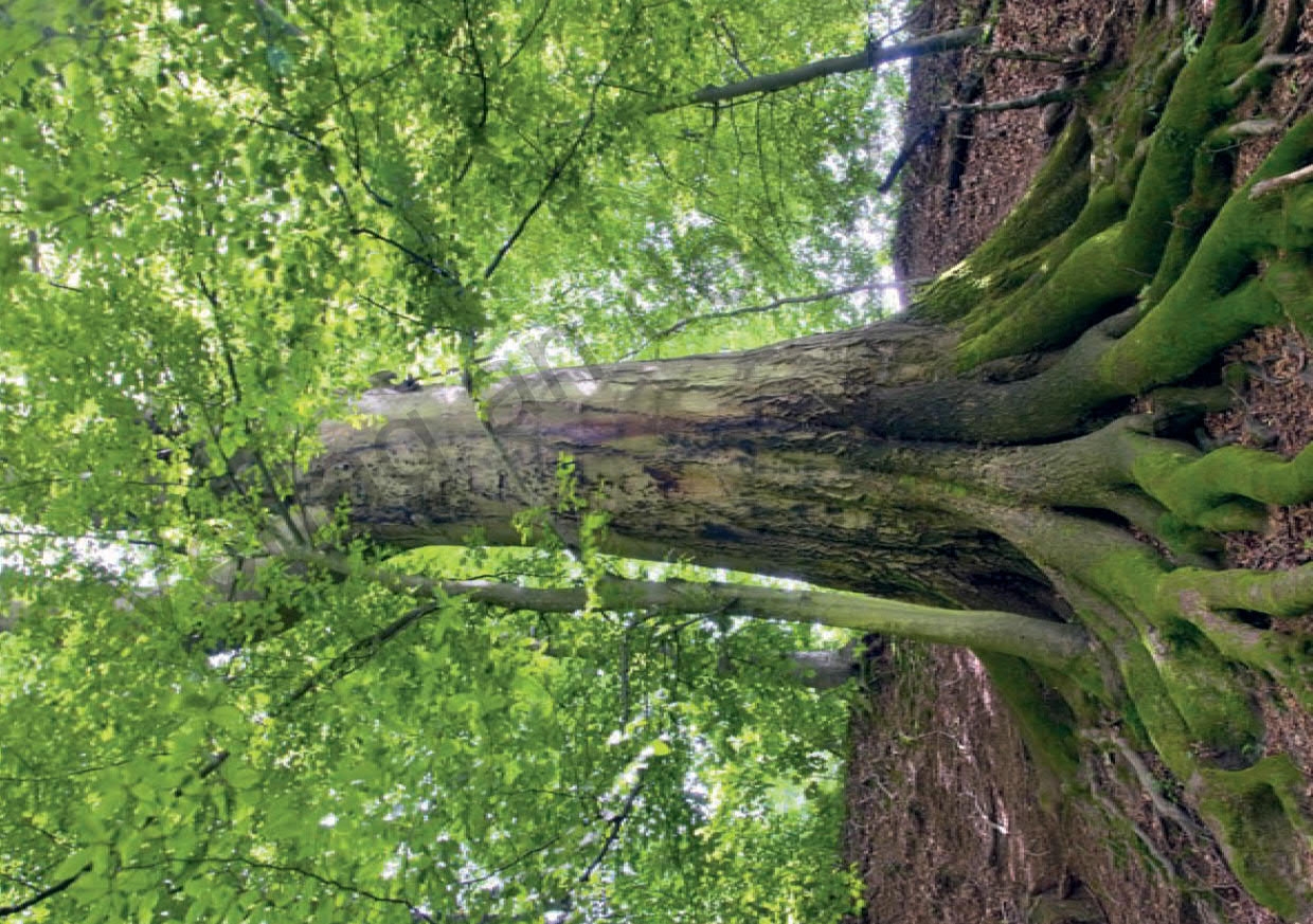 80 Bild-Impulse für Religion und Ethik 80 Bild-Impulse für Religion und Ethik