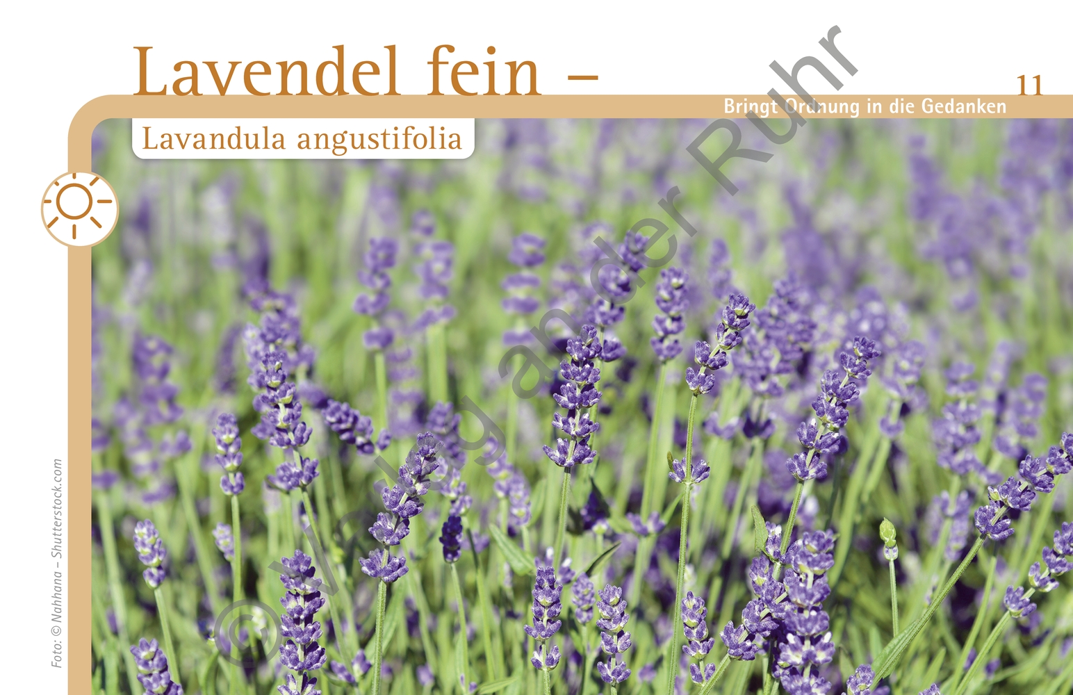 Aromapflege für Menschen mit Demenz Aromapflege für Menschen mit Demenz