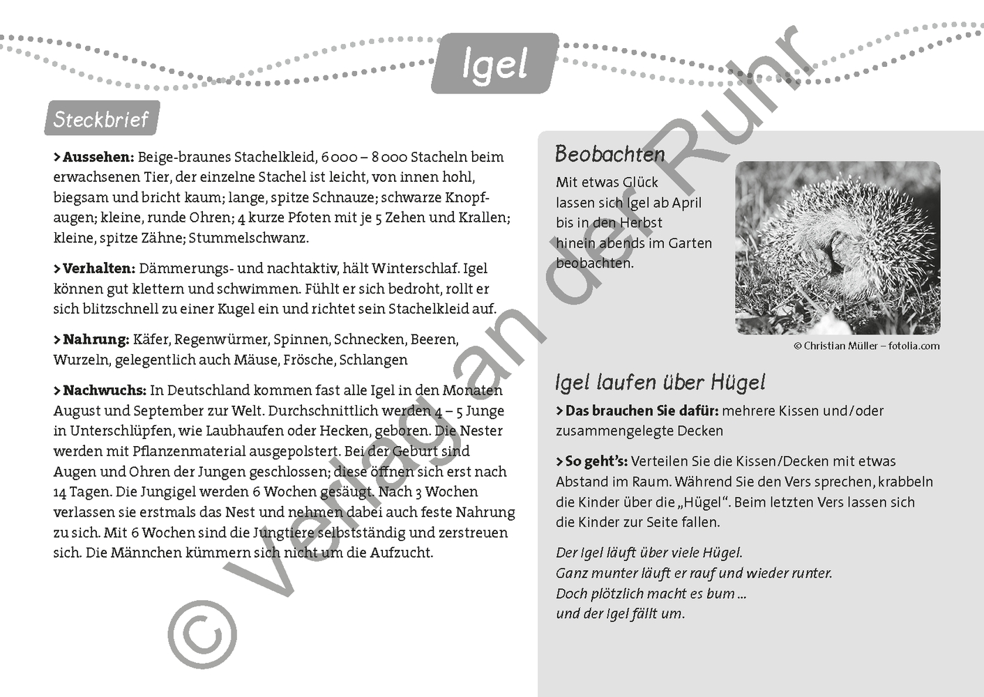 Summen, brummen, krabbeln, kriechen