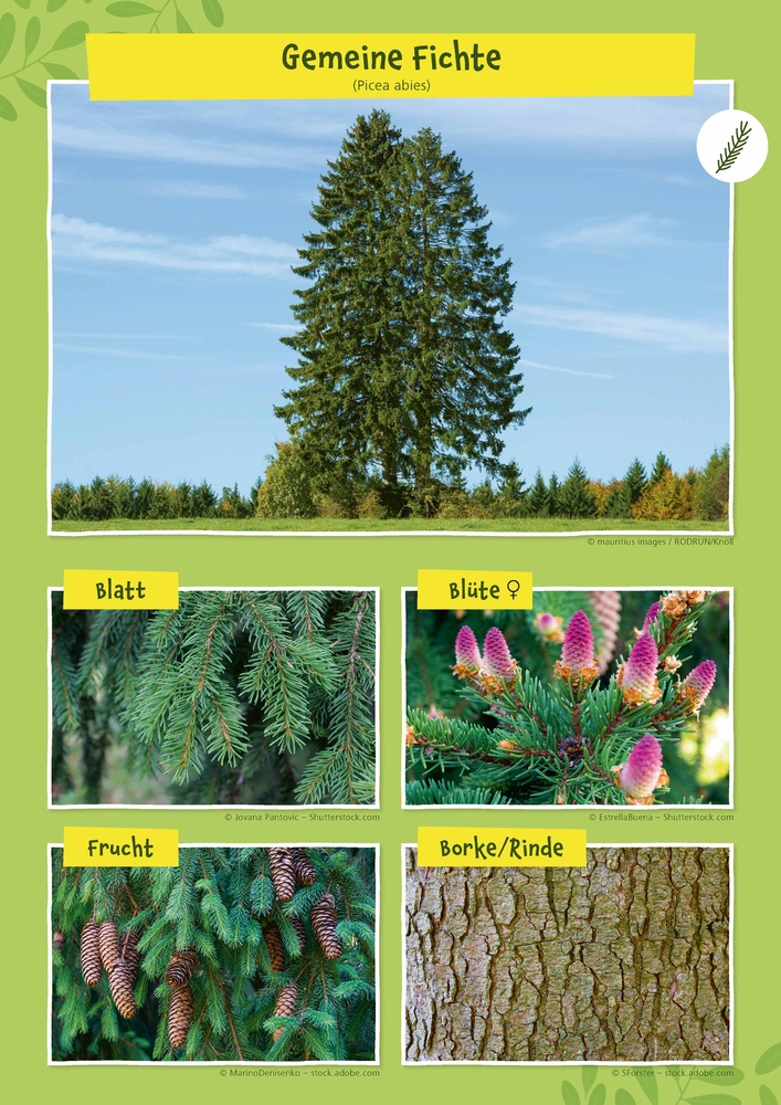 Heimische Bäume – 32 Fotokarten