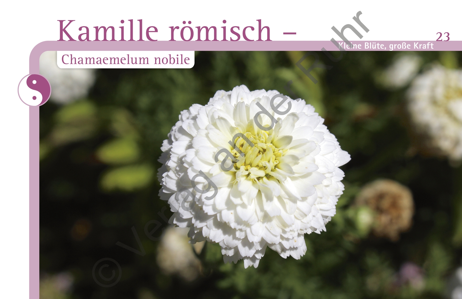 Aromapflege für Menschen mit Demenz Aromapflege für Menschen mit Demenz