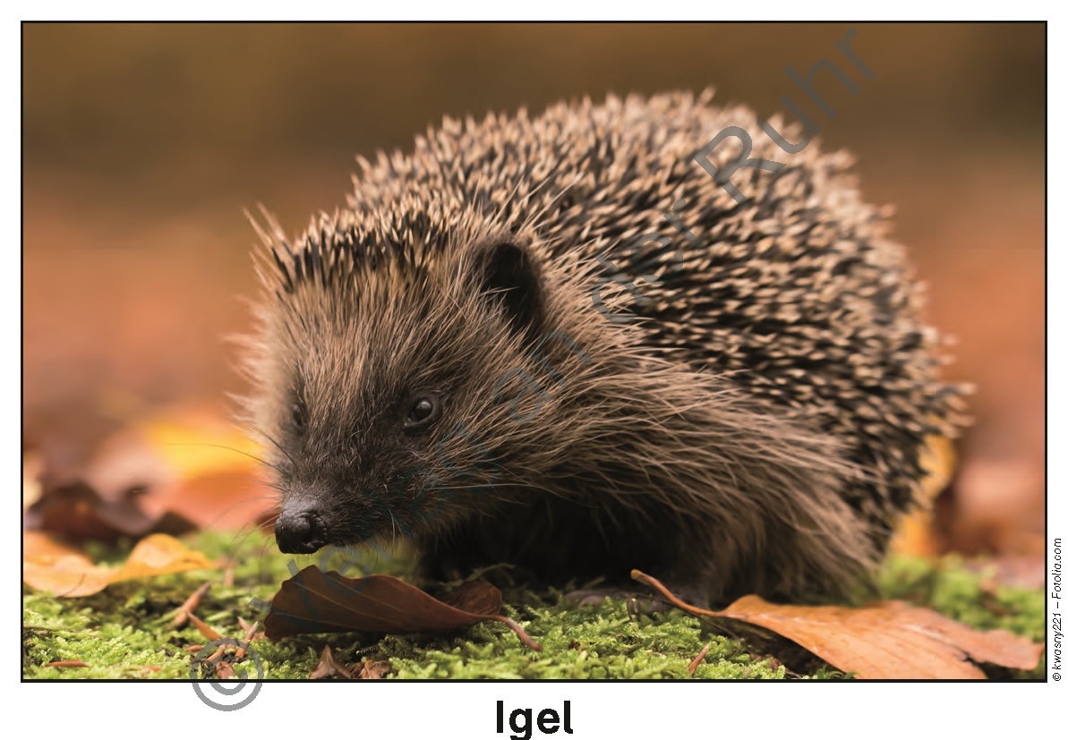 Feld- und Wiesentiere Feld- und Wiesentiere