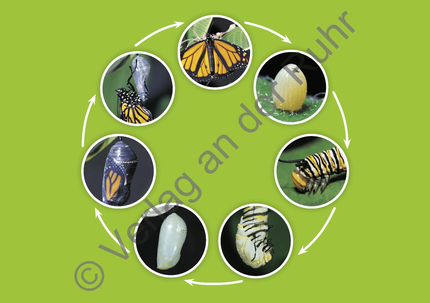 80 Bild-Impulse zu 11 Lebenszyklen 80 Bild-Impulse zu 11 Lebenszyklen