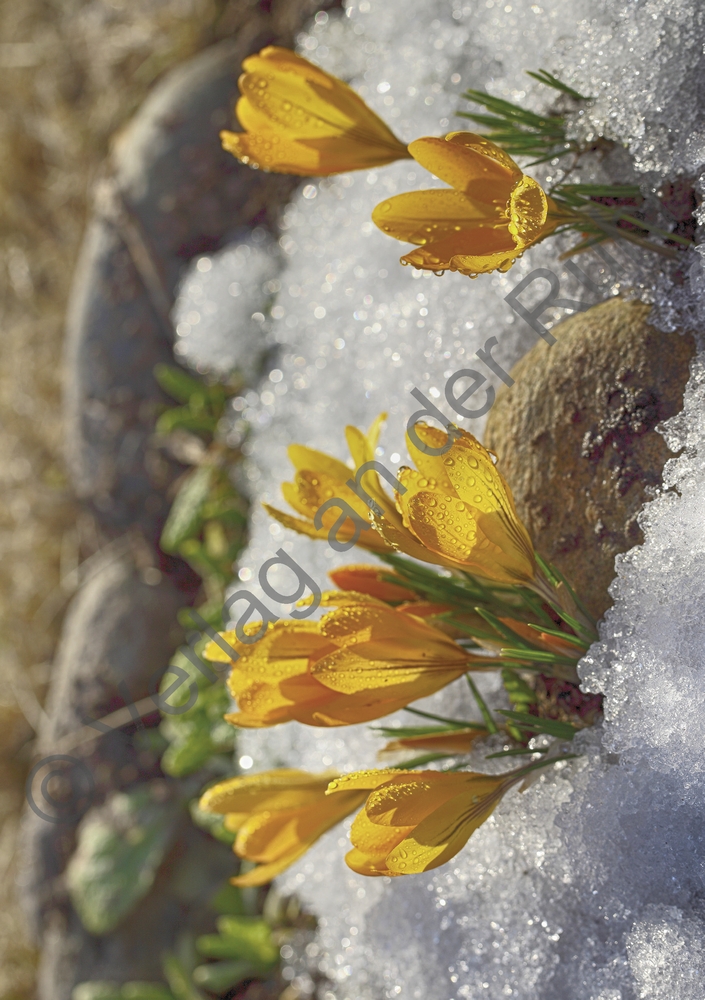 Staunen über die Schöpfung – 40 Gebetskarten mit Naturfotografien Staunen über die Schöpfung – 40 Gebetskarten mit Naturfotografien