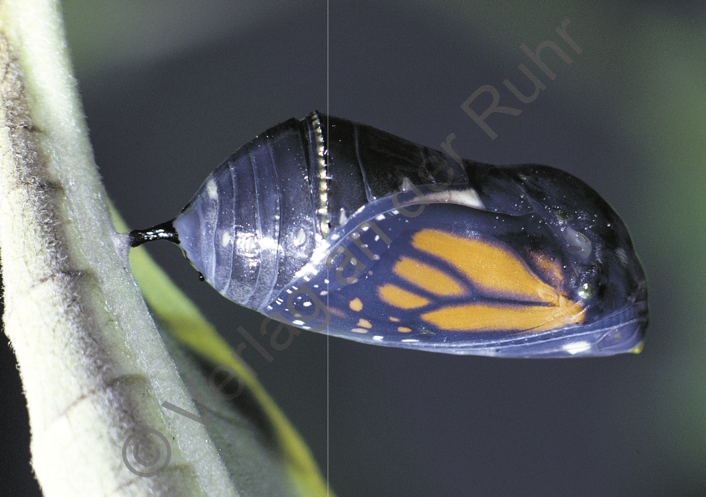 80 Bild-Impulse zu 11 Lebenszyklen 80 Bild-Impulse zu 11 Lebenszyklen