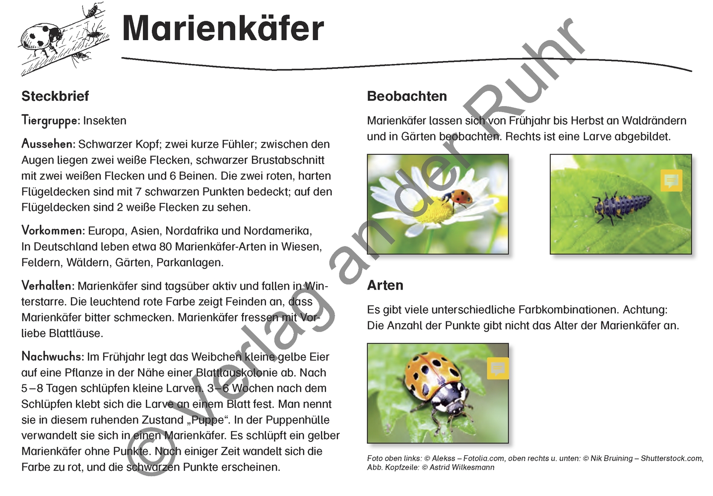 Feld- und Wiesentiere Feld- und Wiesentiere