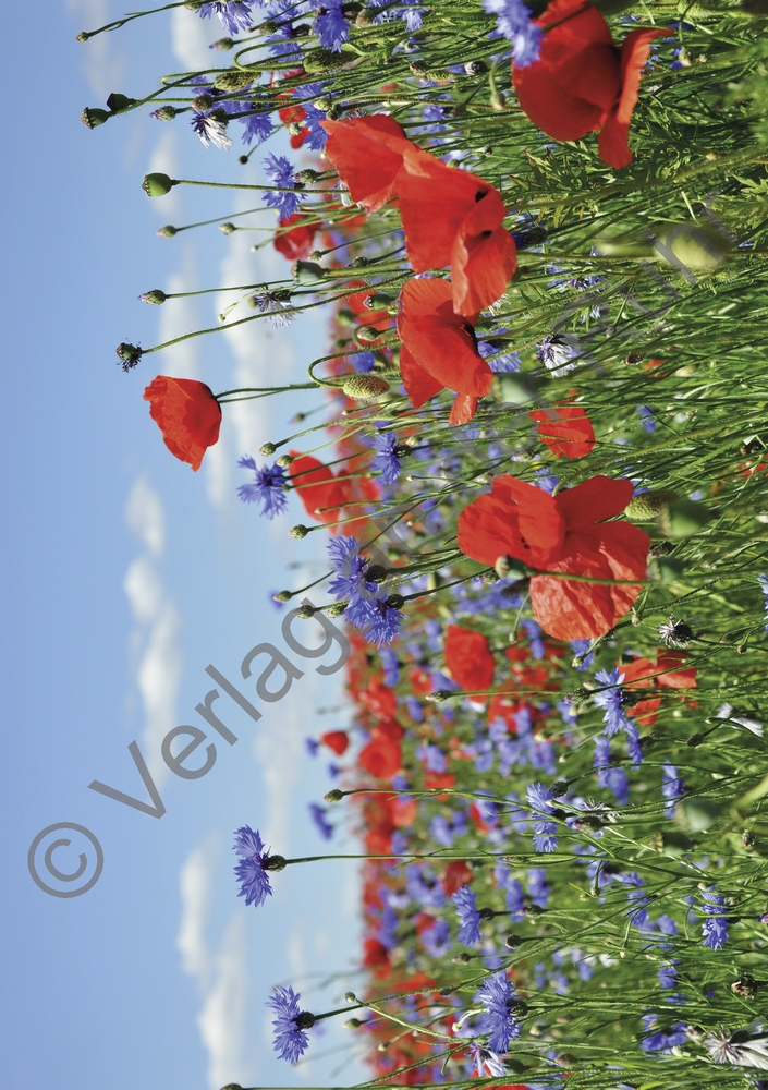 Staunen über die Schöpfung – 40 Gebetskarten mit Naturfotografien Staunen über die Schöpfung – 40 Gebetskarten mit Naturfotografien