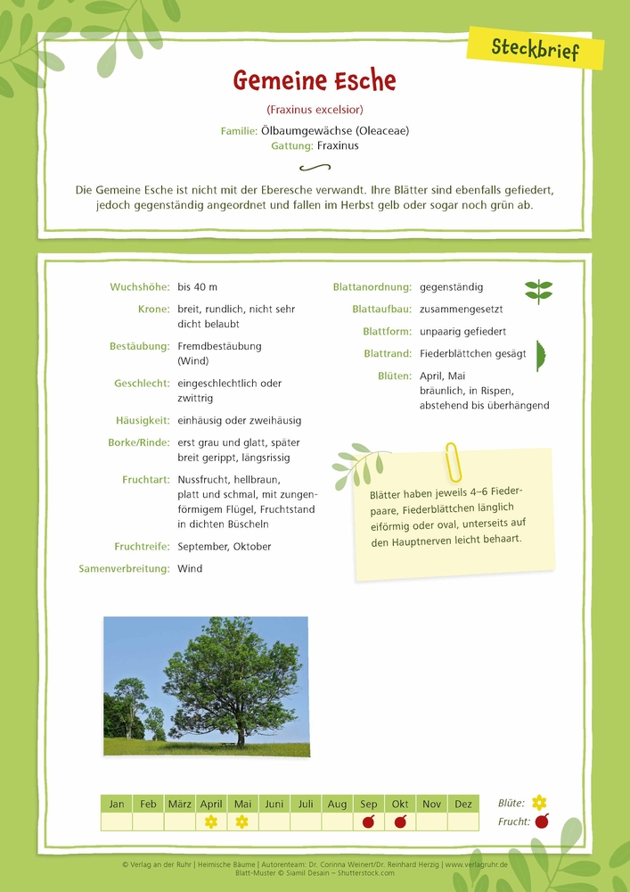 Heimische Bäume – 32 Fotokarten Heimische Bäume – 32 Fotokarten