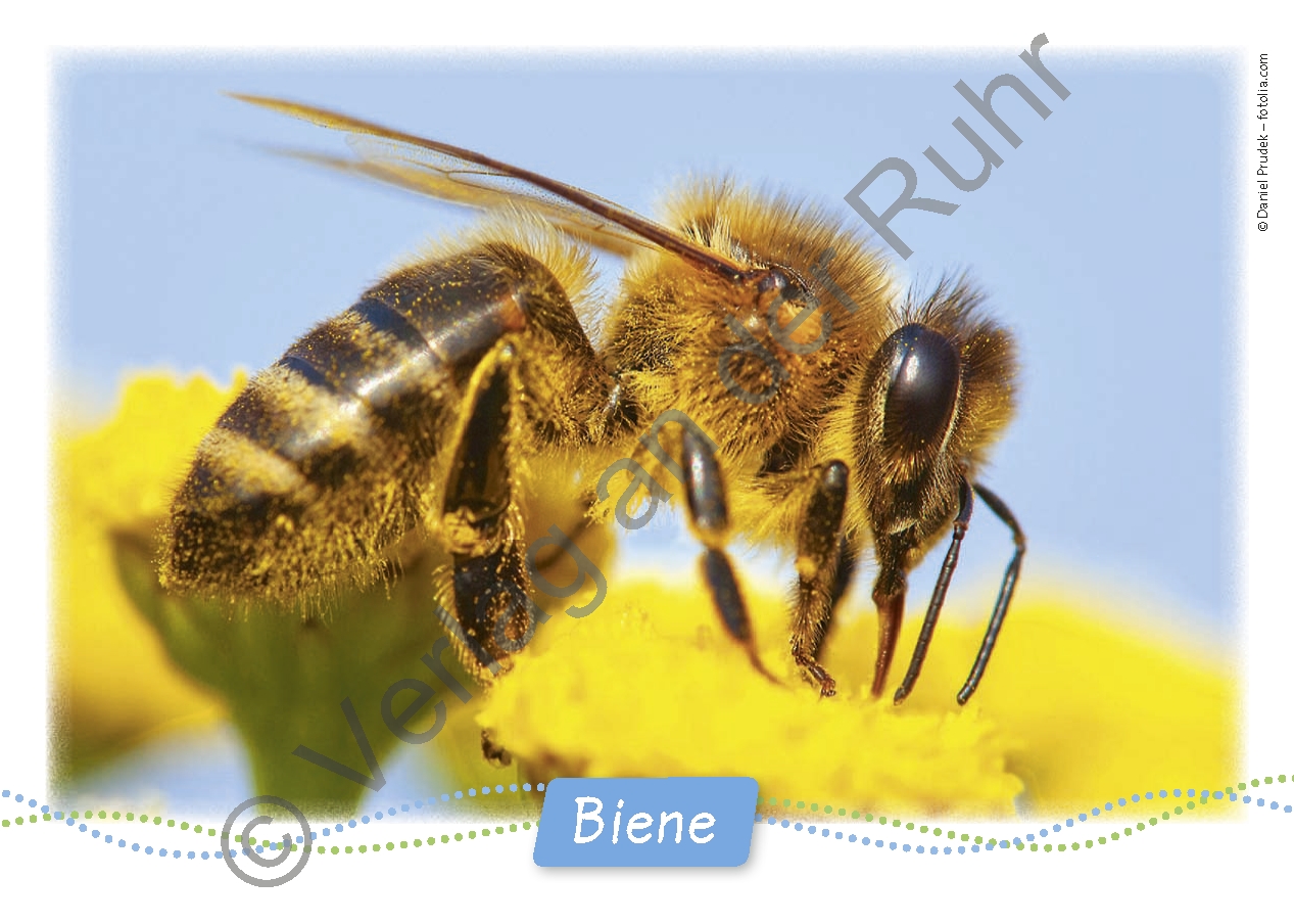 Summen, brummen, krabbeln, kriechen Summen, brummen, krabbeln, kriechen