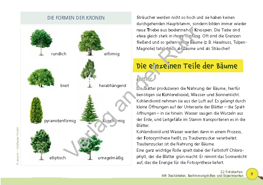 Paket: Heimische Bäume Paket: Heimische Bäume